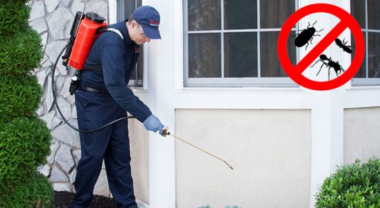 Şişli Kene İlaçlama böcek ilaçlama ve haşere kontrolü — ilaclama-tr.com